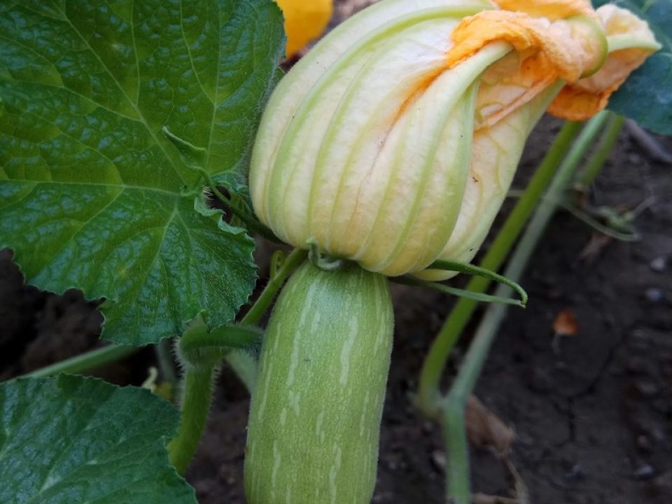 Flor de calabaza