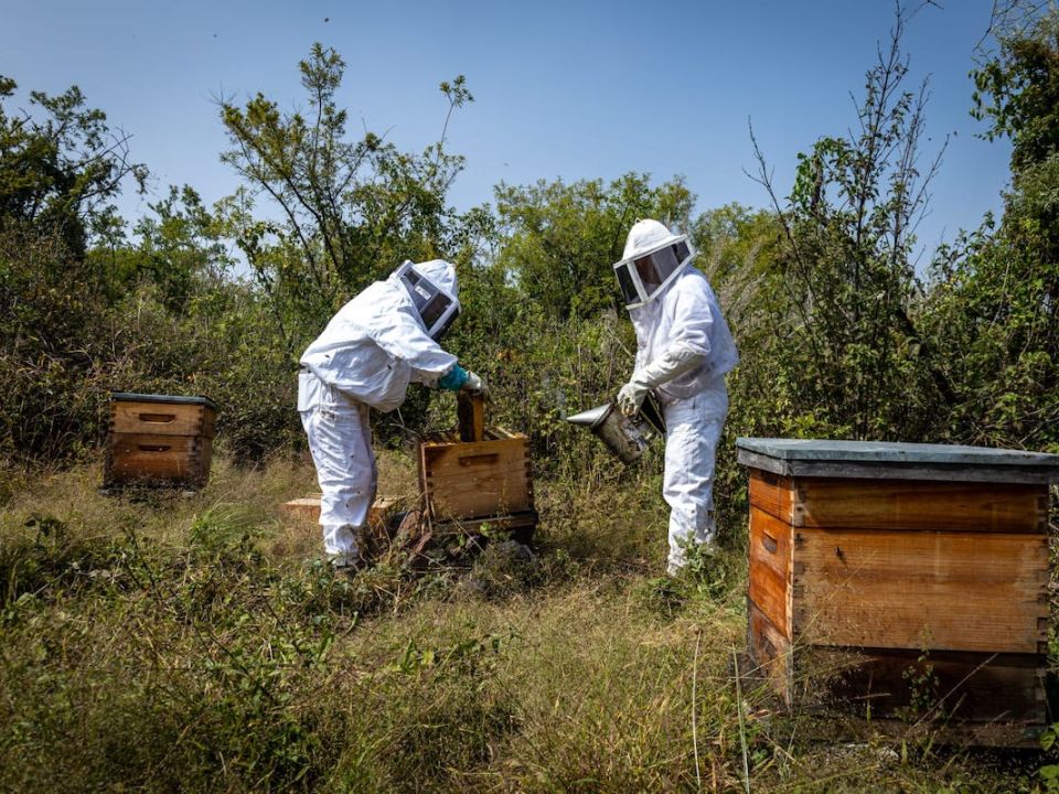 Rescate de abejas