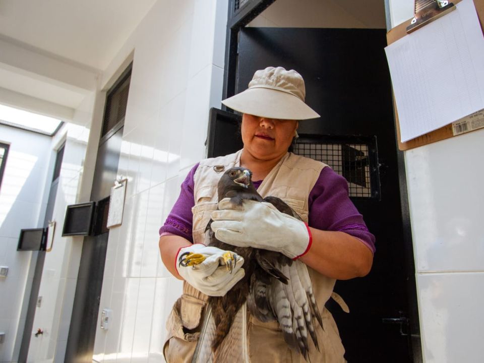 Rehabilitación de Aves rapaces