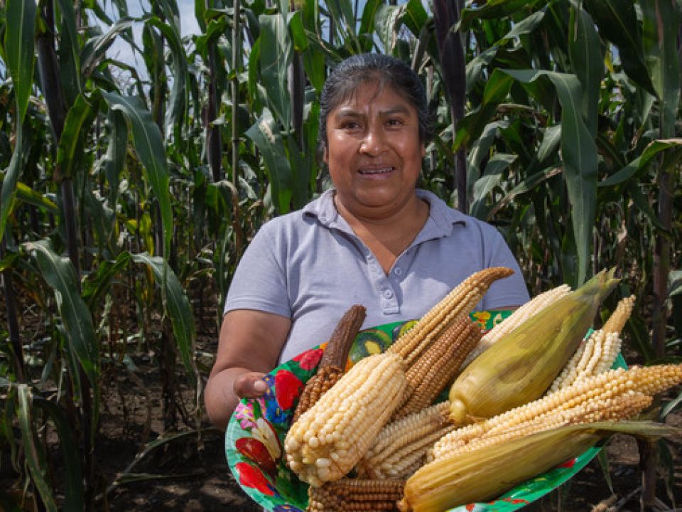 preservación y producción de maíces nativos de México