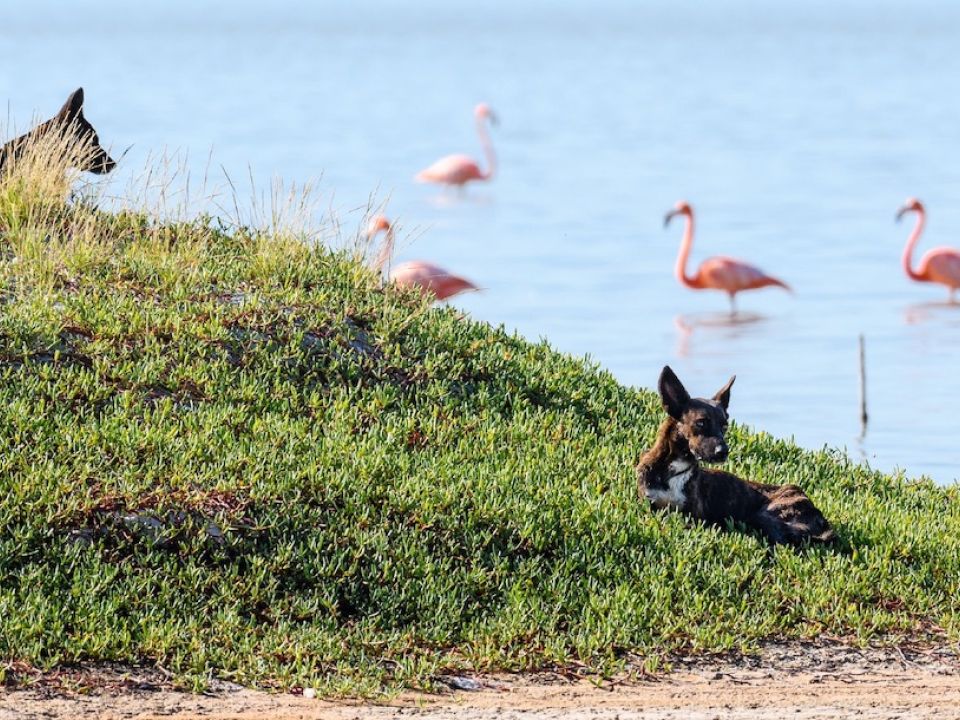 Flamencos