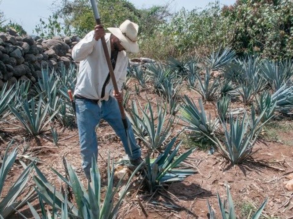 Agave