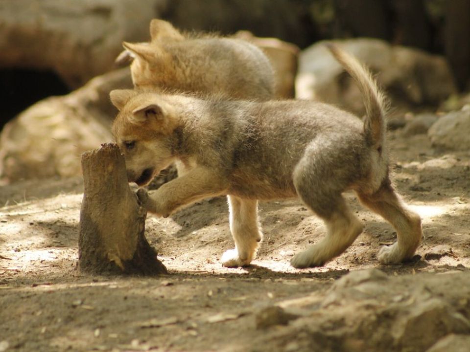 Lobo mexicano