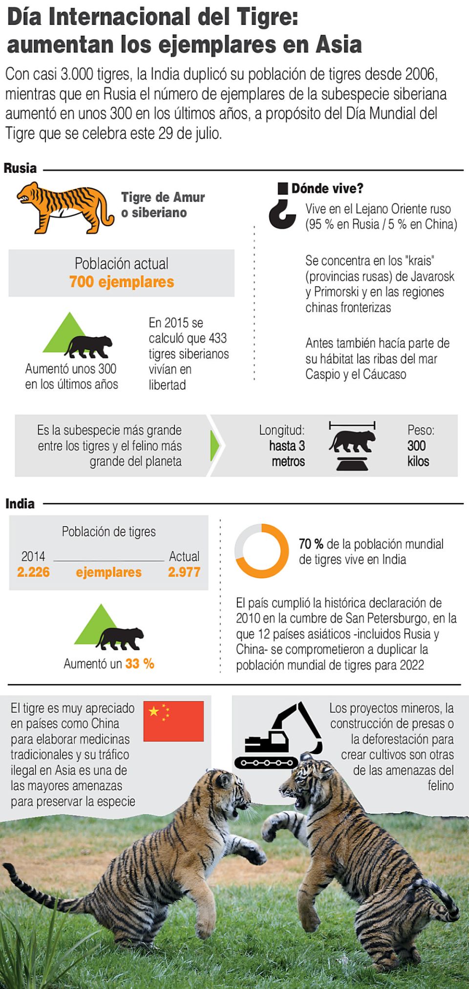 Infografía. Tigre