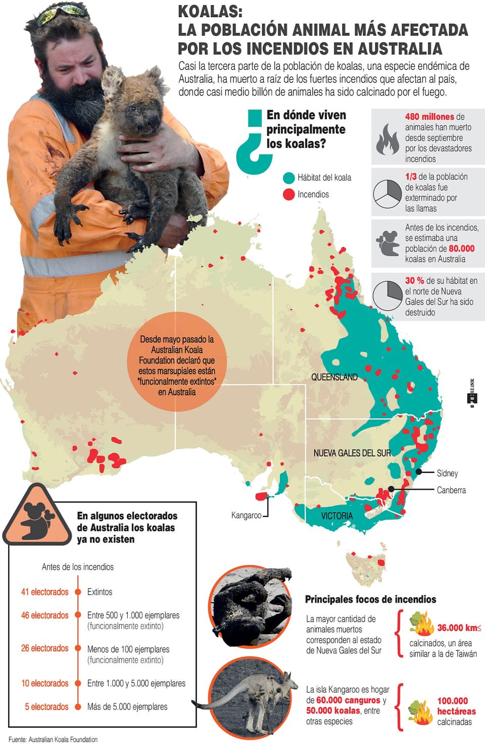 Infografía Koalas