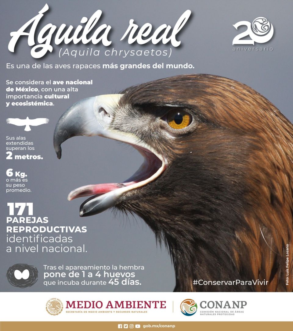 En México aumenta el número de parejas reproductivas de Águila Real
