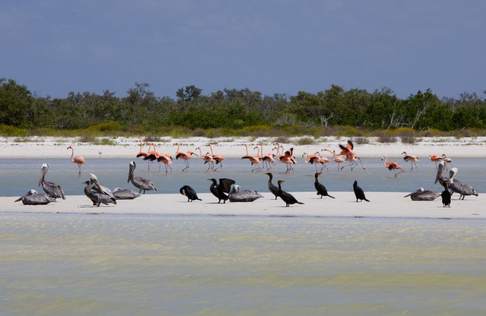 Aves en Holbox