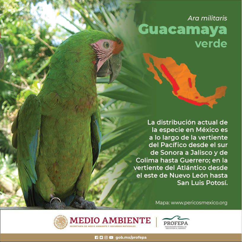 Infografía Guacamaya verde