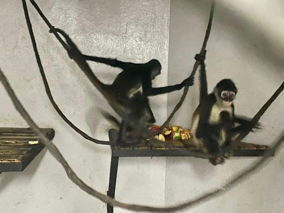 Primates