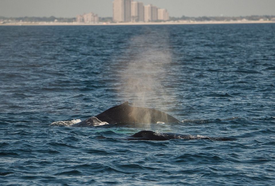 Ballenas