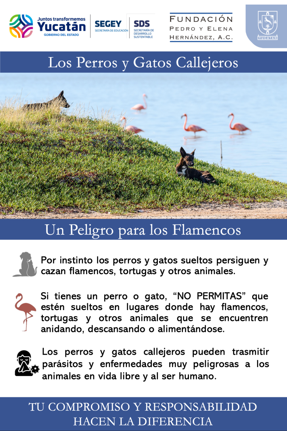 Flamencos