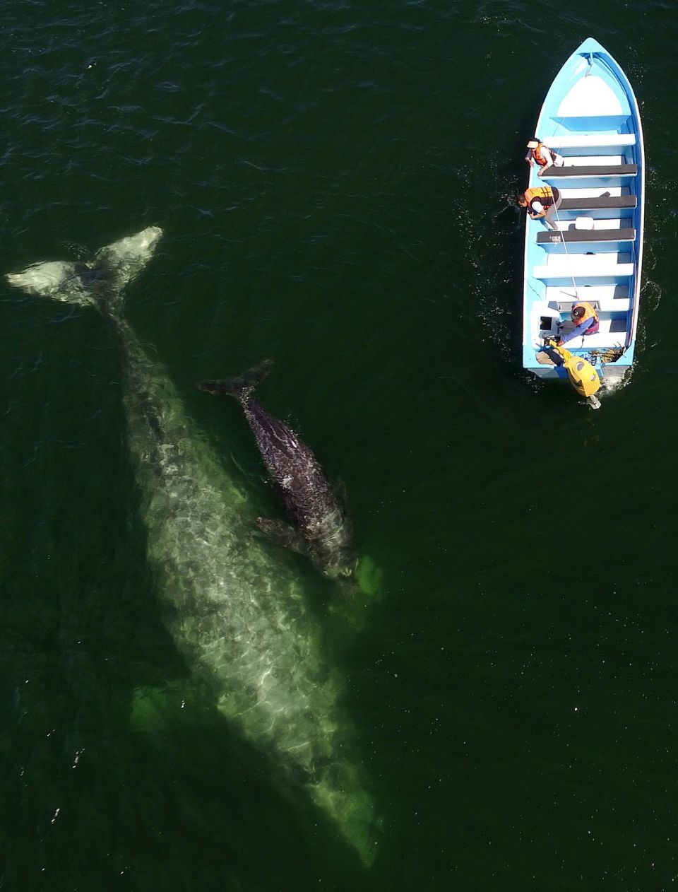 Ballenas